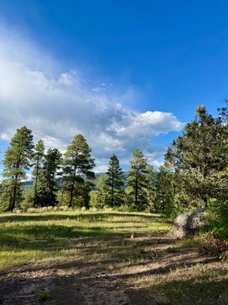 Image for Owls 2A Blue Spruce Trail
