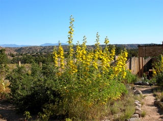 Image for 44A Goldmine A