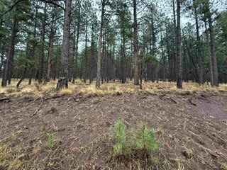 Image for Lot 113 Alta Pl